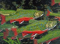 Brook Trout Art Prints Fish Art Fine Art Prints Giclee - Fine Art Prints From Original Paintings - By Baslee Troutman Fine Art Prints Fish Flowers, Contemporary Fine Art Prints Painting Artist