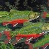 Brook Trout Art Prints Fish Art Fine Art Prints Giclee - Fine Art Prints From Original Paintings - By Baslee Troutman Fine Art Prints Fish Flowers, Contemporary Fine Art Prints Painting Artist
