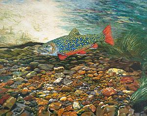 Brook Trout Art Prints Fish Ar - Brook Trout Art Prints Fish Art Fine Art Prints Giclee - Fine Art Prints From Original