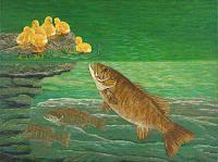 Smallmouth Bass Art Prints Fis - Smallmout Bass Art Prints Fish Art Fine Art Prints Giclee - Fine Art Prints From Original