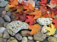 Nature Landscape Photographic - Sweet Autumn I Photographic Art Print Leaves Rock Garden - Photography Photos Photographi