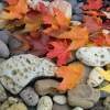 Sweet Autumn I Photographic Art Print Leaves Rock Garden - Photography Photos Photographi Photography - By Baslee Troutman Fine Art Prints Fish Flowers, Photo Art Photographic Art Pri Photography Artist