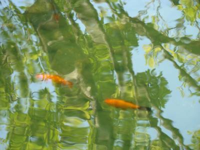 Nature Landscape Photographic - Water Gardens I Photographic Art Prints Nature Fish Pond - Photography Photos Photographi