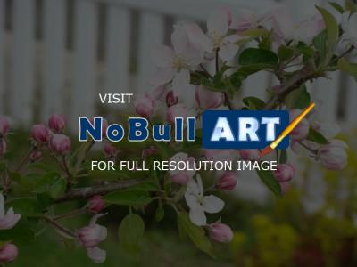 Nature Landscape Photographic - Apple Tree Blossoms I Garden Orchard Nature Landscape - Photography Photos Photographi