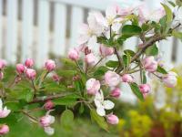 Nature Landscape Photographic - Apple Tree Blossoms I Garden Orchard Nature Landscape - Photography Photos Photographi