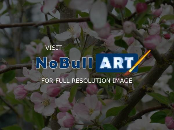 Nature Landscape Photographic - Apple Tree Spring Blossoms 2 Garden Orchard Nature Landscape - Photography Photos Photographi