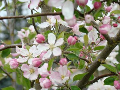 Nature Landscape Photographic - Apple Tree Spring Blossoms 2 Garden Orchard Nature Landscape - Photography Photos Photographi