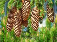 Forests Trees Conifers Pine Co - Golden Pine Cones Art Prints Gifts Conifer Forest - Fine Art Photography Favorites