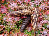 Forests Trees Conifers Pine Co - Pine Cone Garden Landscape Art Prints Gifts Baslee Troutman - Fine Art Photography Favorites