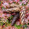 Pine Cone Garden Landscape Art Prints Gifts Baslee Troutman - Fine Art Photography Favorites Photography - By Baslee Troutman Fine Art Prints Fish Flowers, Fine Art Photography Popular Photography Artist