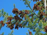 Forests Trees Conifers Pine Co - Forest Pine Trees Fine Art Photography Gifts Pine Cones - Fine Art Photography Favorites