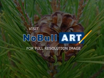 Forests Trees Conifers Pine Co - Pine Cone Art Prints Gifts Conifer Trees Fine Photography - Fine Art Photography Favorites