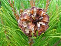 Forests Trees Conifers Pine Co - Pine Cone Art Prints Gifts Conifer Trees Fine Photography - Fine Art Photography Favorites