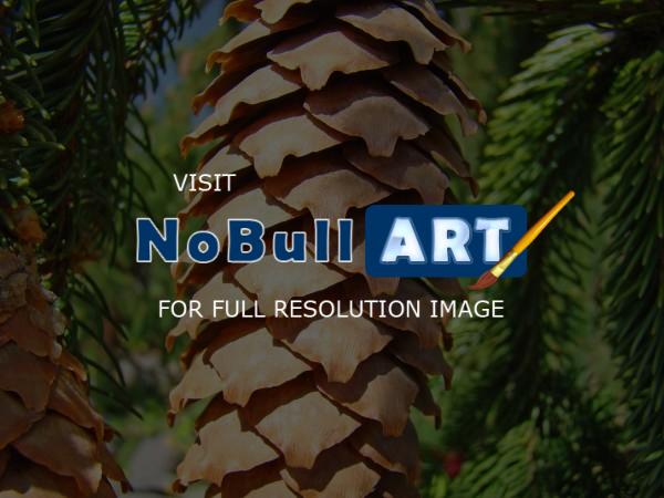 Forests Trees Conifers Pine Co - Golden Pine Cone Conifer Tree Art Prints Canvas Gifts - Fine Art Photography Favorites