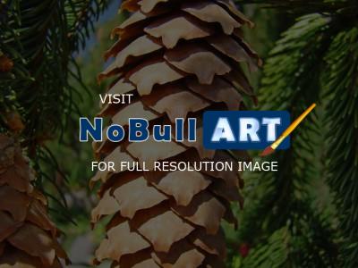 Forests Trees Conifers Pine Co - Golden Pine Cone Conifer Tree Art Prints Canvas Gifts - Fine Art Photography Favorites