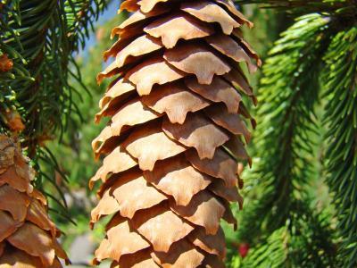 Forests Trees Conifers Pine Co - Golden Pine Cone Conifer Tree Art Prints Canvas Gifts - Fine Art Photography Favorites