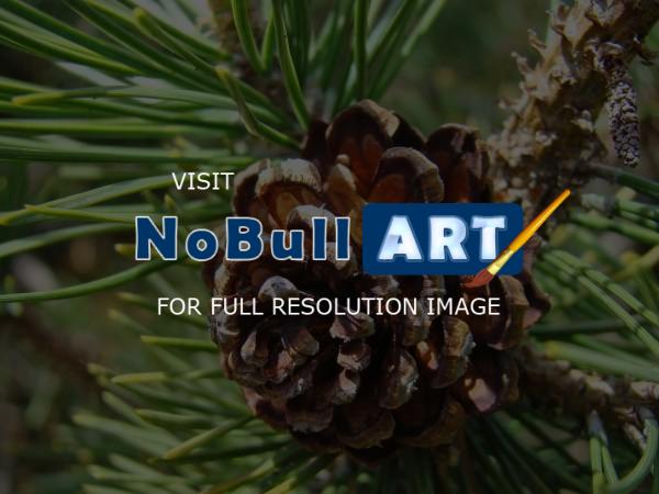 Forests Trees Conifers Pine Co - Pine Cone Conifer Tree Forest Art Prints Gifts - Fine Art Photography Favorites