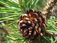 Forests Trees Conifers Pine Co - Pine Cone Conifer Tree Forest Art Prints Gifts - Fine Art Photography Favorites