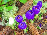 Forests Trees Conifers Pine Co - Pine Cone Purple Crocus Flowers Fine Art Photography - Fine Art Prints From Original