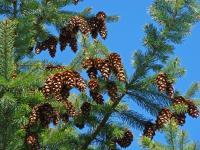 Forests Trees Conifers Pine Co - Pine Tree Forest Blue Sky Pine Cones Fine Art Photography - Fine Art Prints From Original