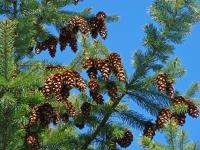 Pine Tree Forest Blue Sky Pine Cones Fine Art Photography - Fine Art Prints From Original Photography - By Baslee Troutman Fine Art Prints Fish Flowers, Fine Art Photography Popular Photography Artist