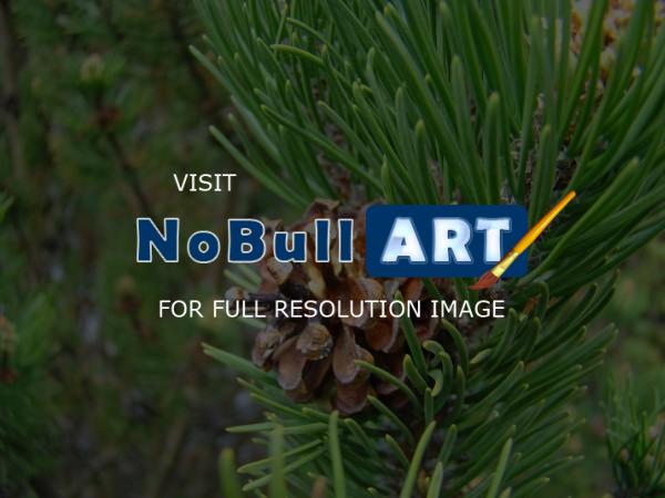 Forests Trees Conifers Pine Co - Conifer Pine Tree Art Prints Gifts Pine Cones - Fine Art Photography Favorites