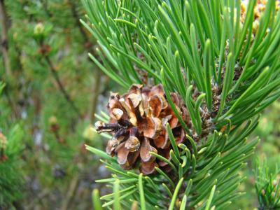 Forests Trees Conifers Pine Co - Conifer Pine Tree Art Prints Gifts Pine Cones - Fine Art Photography Favorites