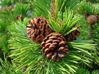 Forests Trees Conifers Pine Co - Pine Cones Fine Art Photography Baslee Troutman Conifer Tree - Fine Art Photography Favorites
