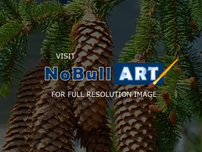 Forests Trees Conifers Pine Co - Pines Cones Golden Conifer Pine Tree Fine Art Photography - Fine Art Photography Favorites