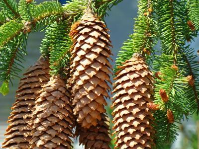 Forests Trees Conifers Pine Co - Pines Cones Golden Conifer Pine Tree Fine Art Photography - Fine Art Photography Favorites