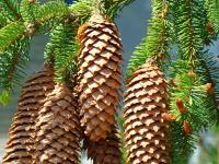 Pines Cones Golden Conifer Pine Tree Fine Art Photography - Fine Art Photography Favorites Photography - By Baslee Troutman Fine Art Prints Fish Flowers, Fine Art Photography Popular Photography Artist