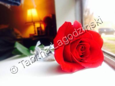 Photography - Roses At Home - Digital Camera