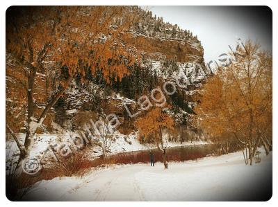 Photography - White Autumn - Digital Camera