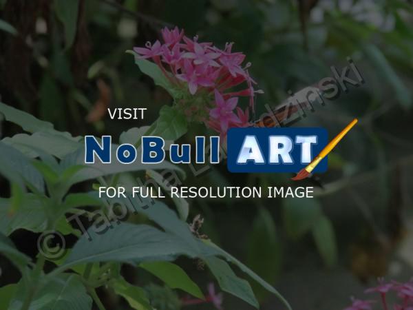 Photography - Butterfly - Digital Camera