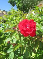 Suburban Rose - Digital Camera Photography - By Tabitha Lagodzinski, Spring Photography Artist