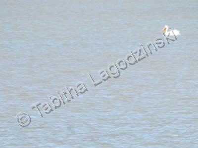 Photography - Pelican In The Bay - Digital Camera