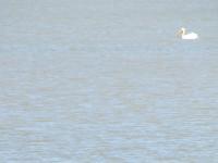 Pelican In The Bay - Digital Camera Photography - By Tabitha Lagodzinski, Spring Photography Artist