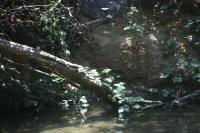 Creek - Digital Camera Photography - By Tabitha Lagodzinski, Summer Photography Artist