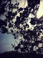 Tree Branches - Digital Camera Photography - By Tabitha Lagodzinski, Summer Photography Artist