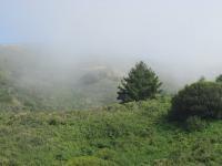 Fog - Digital Camera Photography - By Tabitha Lagodzinski, Spring Photography Artist