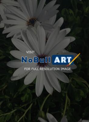 Photography - White Flower - Digital Camera