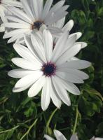 White Flower - Digital Camera Photography - By Tabitha Lagodzinski, Spring Photography Artist