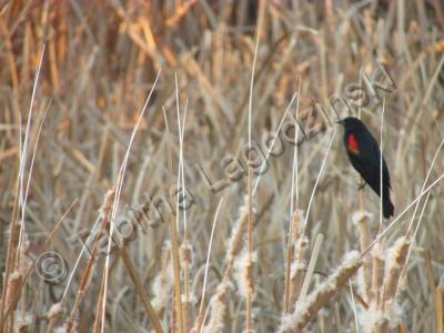 Photography - Patiently Waiting - Digital Camera