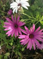 Shiny - Digital Camera Photography - By Tabitha Lagodzinski, Summer Photography Artist