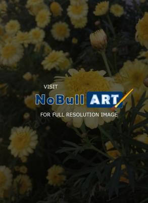 Photography - Yellow Field - Digital Camera