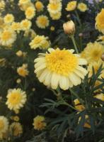 Photography - Yellow Field - Digital Camera