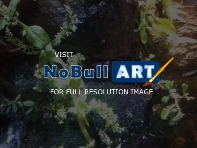 Photography - Frog - Digital Camera