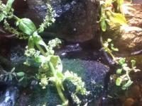 Frog - Digital Camera Photography - By Tabitha Lagodzinski, Spring Photography Artist