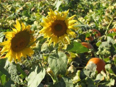 Photography - Pumpkin Patch - Digital Camera