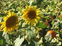 Photography - Pumpkin Patch - Digital Camera